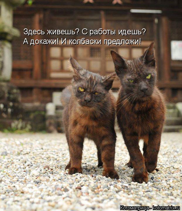 Котоматрица: Здесь живешь? С работы идешь? А докажи! И колбаски предложи!