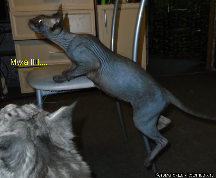 Котоматрица: Муха !!!!....