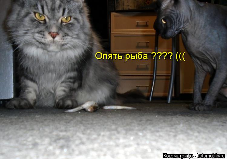 Котоматрица: Опять рыба ???? (((