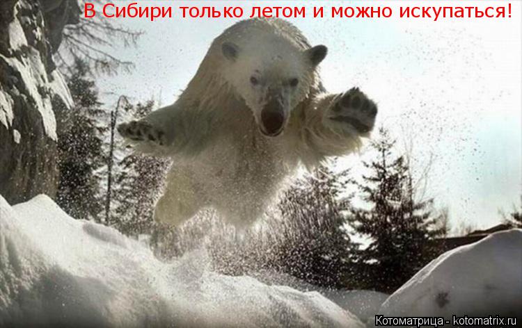 Котоматрица: В Сибири только летом и можно искупаться!