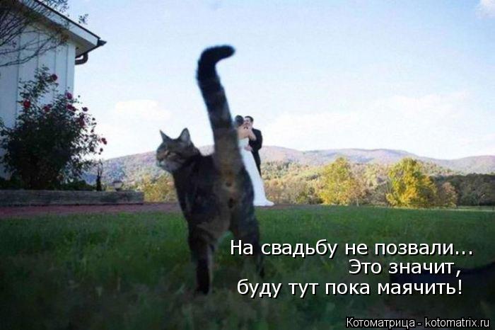 Котоматрица: На свадьбу не позвали... Это значит,  буду тут пока маячить!