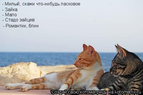 - Милый, скажи что-нибудь ласковое - Зайка - Мало - Стадо зайцев - Романтик, блин... Котоматрица: - Милый, скажи что-нибудь ласковое - Зайка - Мало - Стадо зайцев - Романтик, блин