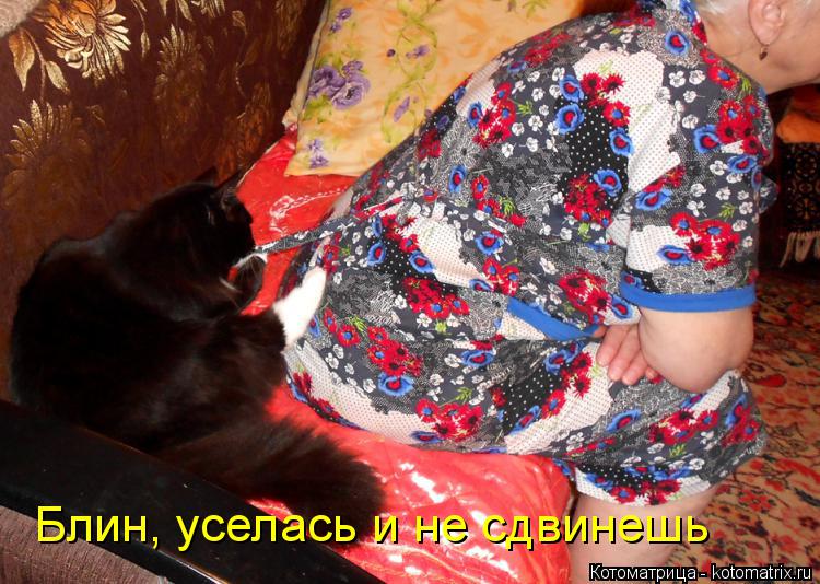 Котоматрица: Блин, уселась и не сдвинешь