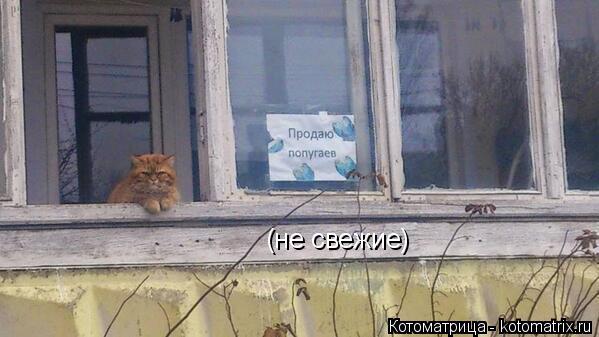 Котоматрица: (не свежие)