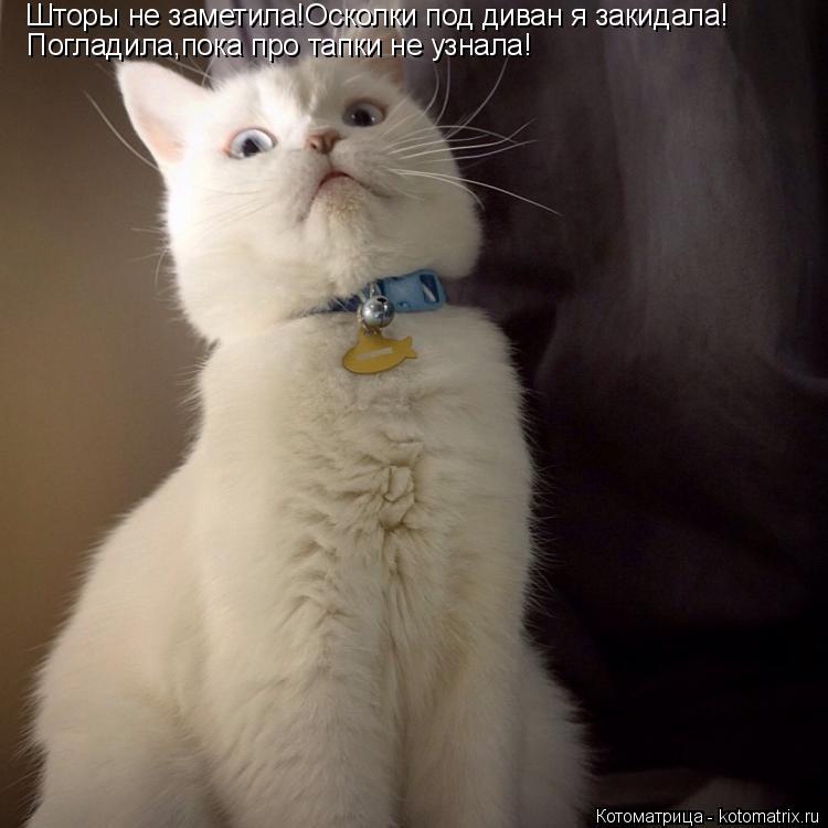 Котоматрица: Шторы не заметила!Осколки под диван я закидала! Погладила,пока про тапки не узнала!