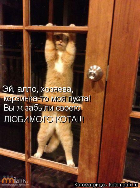 Котоматрица: Эй, алло, хозяева,  корзинка-то моя пуста! Вы ж забыли своего  ЛЮБИМОГО КОТА!!!