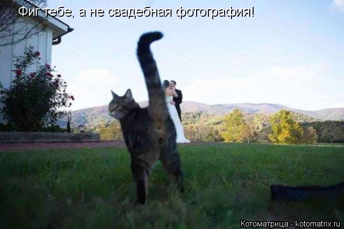 Фиг тебе, а не свадебная фотография!... Котоматрица: Фиг тебе, а не свадебная фотография!
