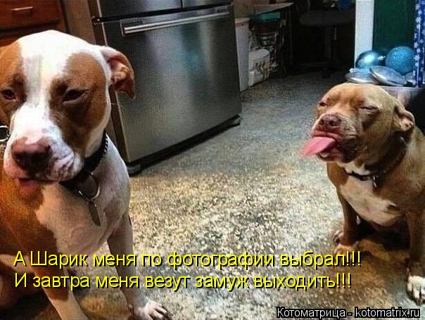 Котоматрица: А Шарик меня по фотографии выбрал!!! И завтра меня везут замуж выходить!!!