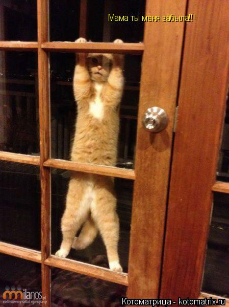 Котоматрица: Мама ты меня забыла!!!