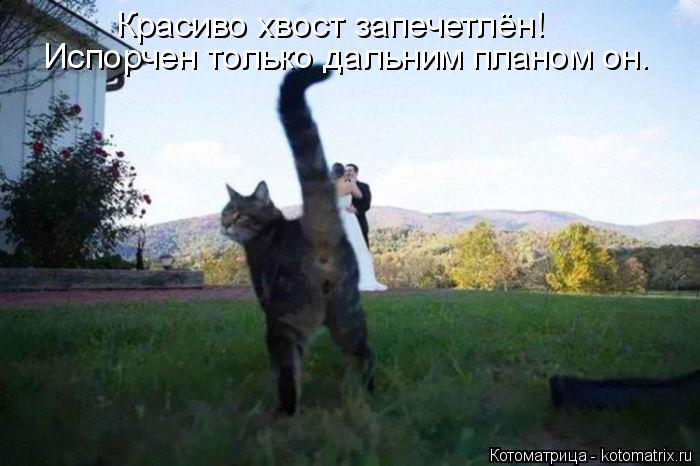 Котоматрица: Красиво хвост запечетлён! Испорчен только дальним планом он.