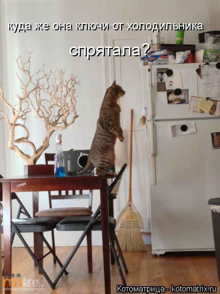 Котоматрица: куда же она ключи от холодильника спрятала?