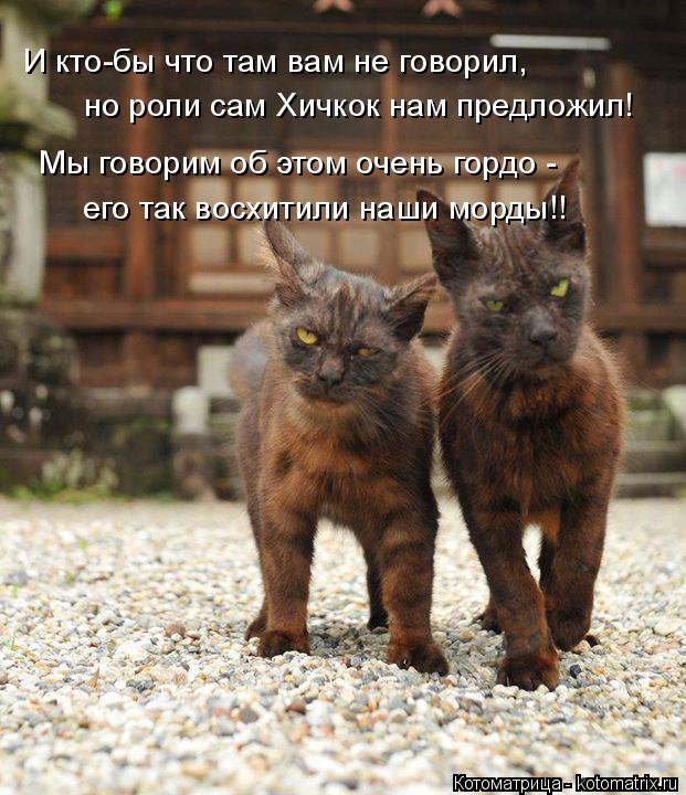 Котоматрица: И кто-бы что там вам не говорил, но роли сам Хичкок нам предложил! Мы говорим об этом очень гордо - его так восхитили наши морды!!
