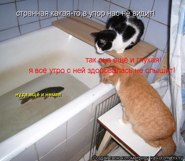 странная какая-то,в упор нас не видит! так она ещё и глухая! я всё утро с ней здоровалась,не слышит! ... Котоматрица: странная какая-то,в упор нас не видит! так она ещё и глухая! я всё утро с ней здоровалась,не слышит! ну,да,ещё и немая