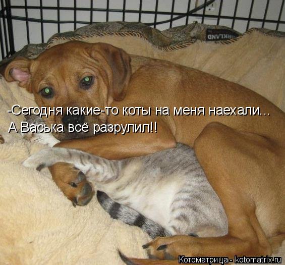 Котоматрица: -Сегодня какие-то коты на меня наехали... А Васька всё разрулил!!