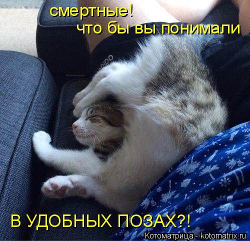 Котоматрица: смертные! что бы вы понимали В УДОБНЫХ ПОЗАХ?!