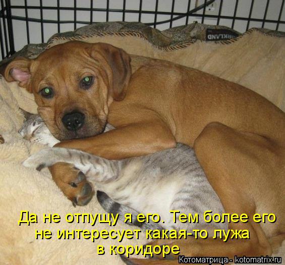 Да не отпущу я его. Тем более его не интересует какая-то лужа в коридоре... Котоматрица: Да не отпущу я его. Тем более его не интересует какая-то лужа в коридоре
