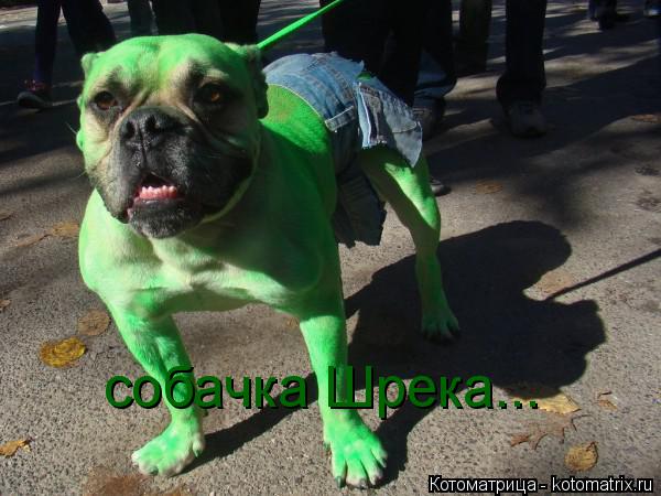 Котоматрица: собачка Шрека...
