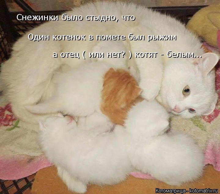 Котоматрица: Снежинки было стыдно, что  Один котенок в помете был рыжим  а отец ( или нет? ) котят - белым...