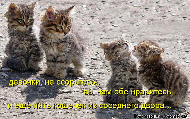Котоматрица: девочки, не ссорьтесь... вы нам обе нравитесь... и ещё пять кошечек из соседнего двора...