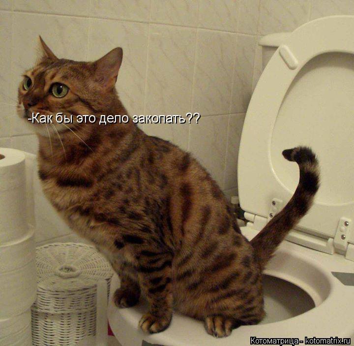 Котоматрица: -Как бы это дело закопать??