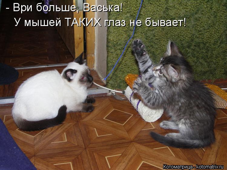 Котоматрица: - Ври больше, Васька! У мышей ТАКИХ глаз не бывает!
