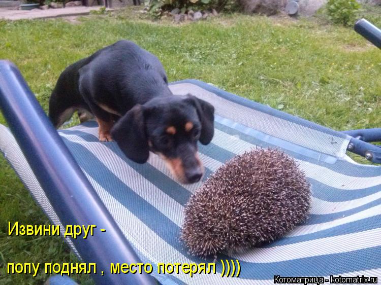 Котоматрица: Извини друг -  попу поднял , место потерял ))))