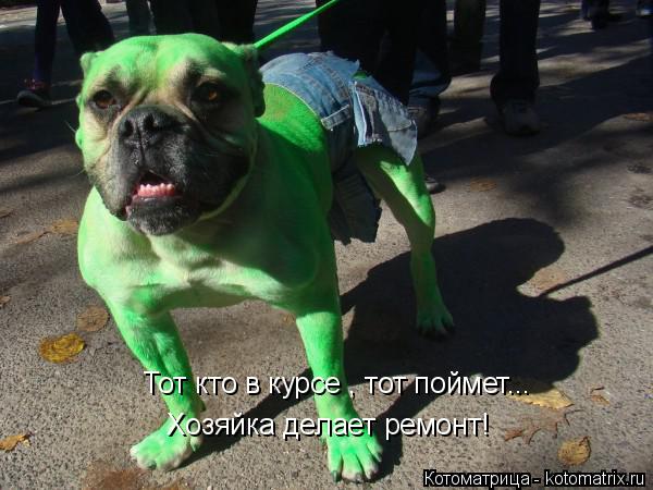 Котоматрица: Тот кто в курсе , тот поймет... Хозяйка делает ремонт!