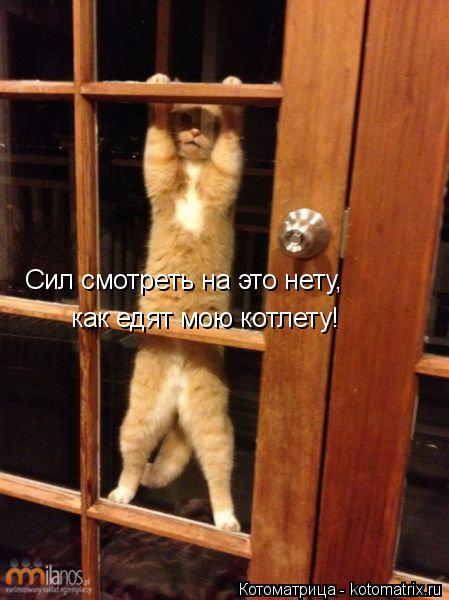 Котоматрица: Сил смотреть на это нету,  как едят мою котлету!