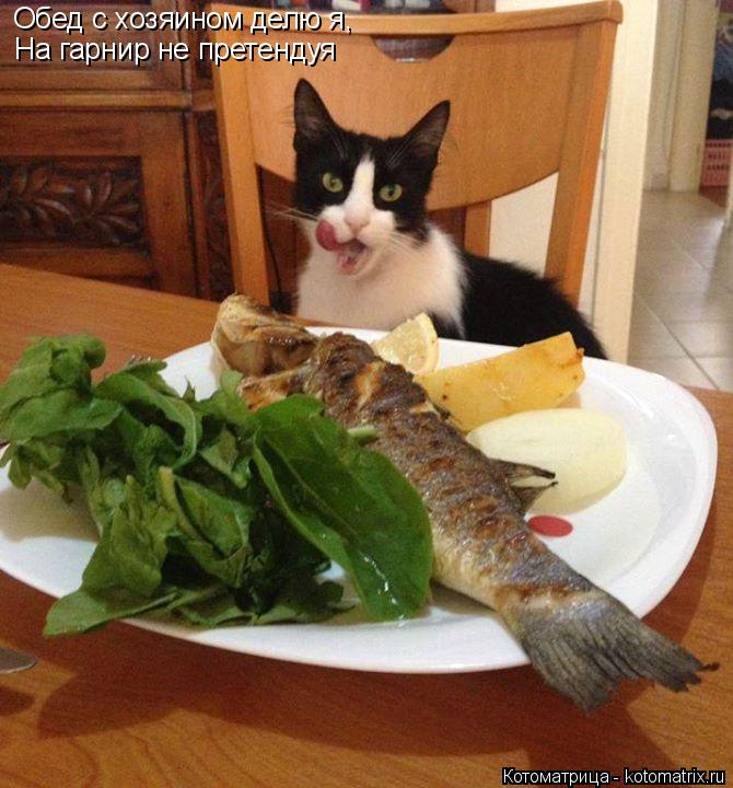 Котоматрица: Обед с хозяином делю я, На гарнир не претендуя