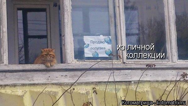 Котоматрица: из ли из личной  коллекции