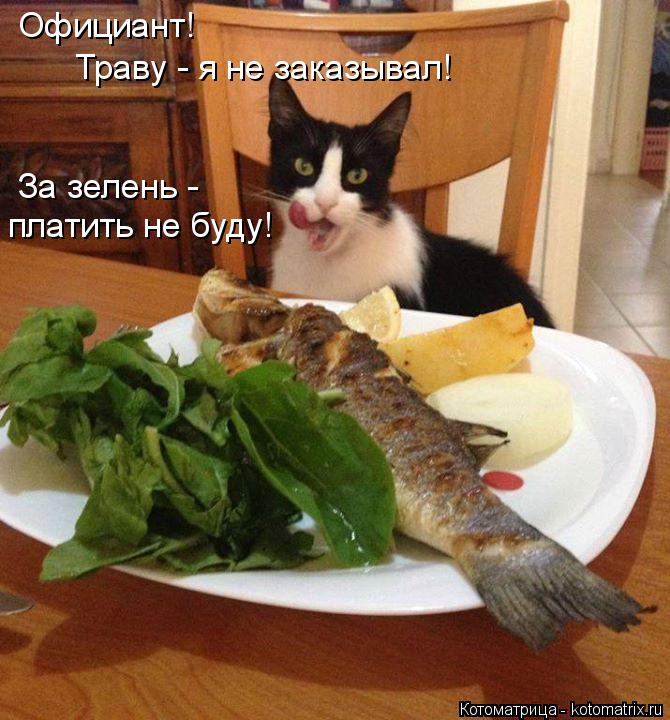 Котоматрица: Официант! Траву - я не заказывал! За зелень - платить не буду!