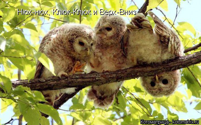Нюх-нюх, Клюк-Клюк и Верх-Вниз... Котоматрица: Нюх-нюх, Клюк-Клюк и Верх-Вниз