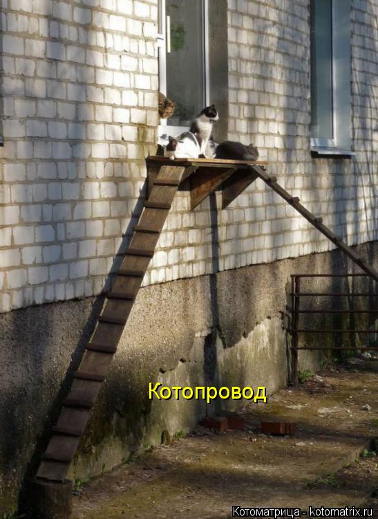 Котопровод... Котоматрица: Котопровод
