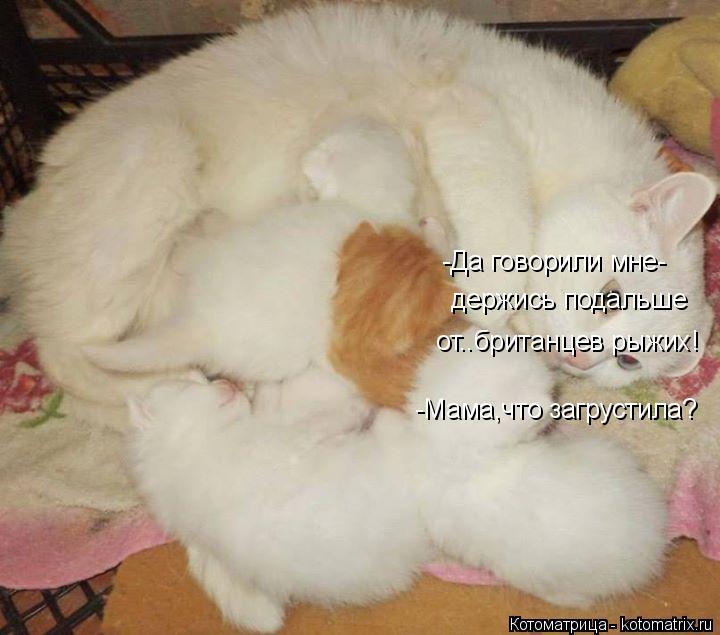 Котоматрица: -Мама,что загрустила? -Да говорили мне- держись подальше от..британцев рыжих!