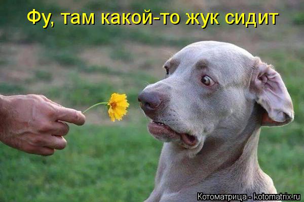 Котоматрица: Фу, там какой-то жук сидит