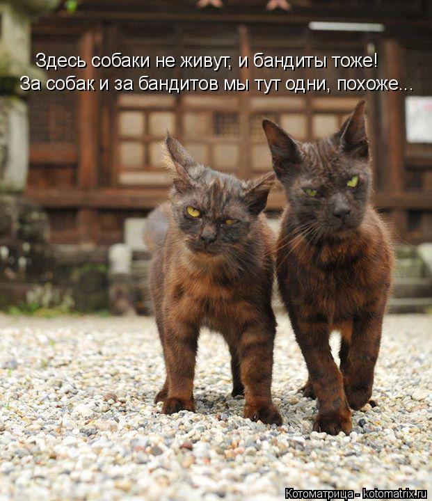 Здесь собаки не живут, и бандиты тоже! За собак и за бандитов мы тут одни, похоже...... Котоматрица: Здесь собаки не живут, и бандиты тоже! За собак и за бандитов мы тут одни, похоже...