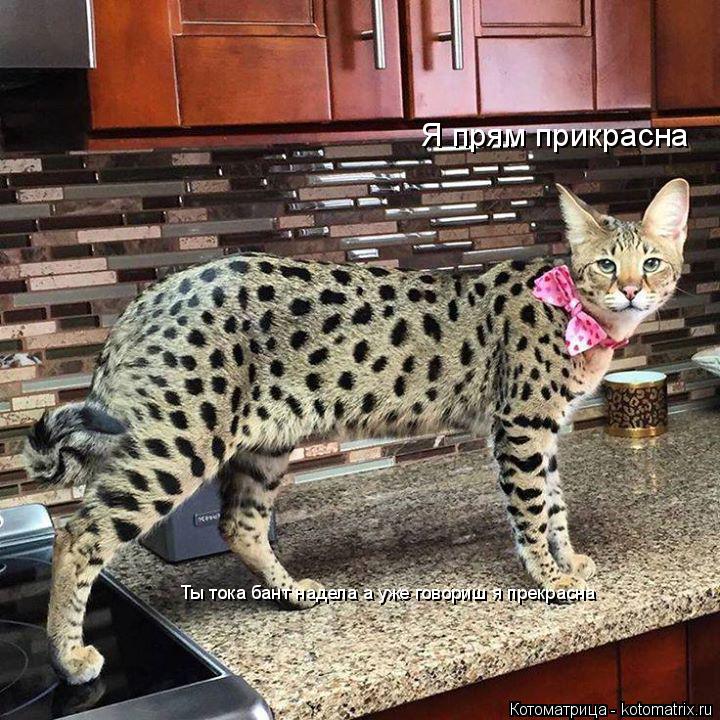 Я прям прикрасна Ты тока бант надела а уже говориш я прекрасна... Котоматрица: Я прям прикрасна Ты тока бант надела а уже говориш я прекрасна