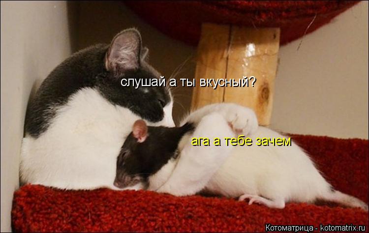 слушай а ты вкусный? ага а тебе зачем... Котоматрица: слушай а ты вкусный? ага а тебе зачем