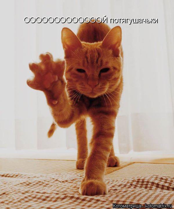 ОООООООООООООЙ потягушачьки... Котоматрица: ОООООООООООООЙ потягушачьки