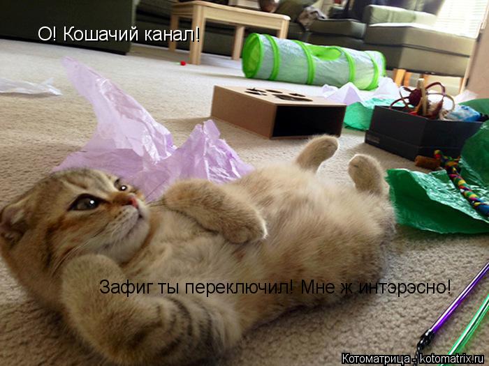 О! Кошачий канал! Зафиг ты переключил! Мне ж интэрэсно!... Котоматрица: О! Кошачий канал! Зафиг ты переключил! Мне ж интэрэсно!