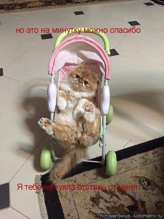 Я тебе не кукла отстань от меня. но это на минутку можно спасибо... Котоматрица: Я тебе не кукла отстань от меня. но это на минутку можно спасибо