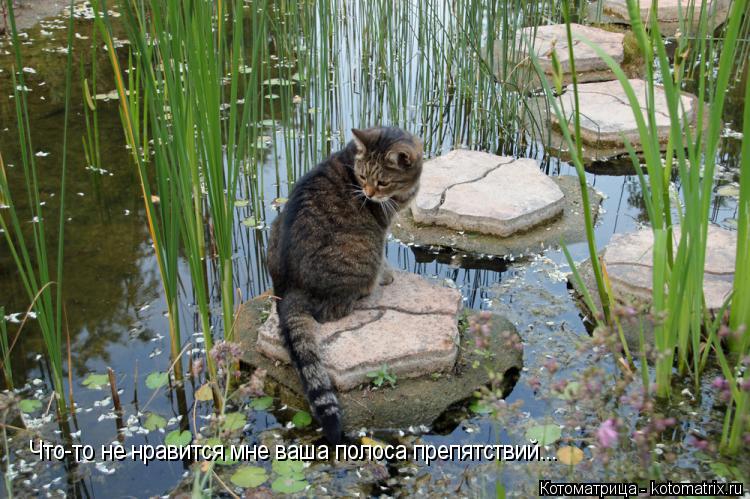Что-то не нравится мне ваша полоса препятствий...... Котоматрица: Что-то не нравится мне ваша полоса препятствий...