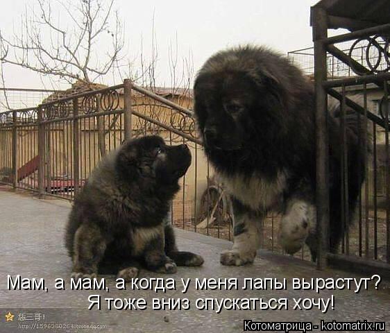 Мам, а мам, а когда у меня лапы вырастут? Я тоже вниз спускаться хочу!... Котоматрица: Мам, а мам, а когда у меня лапы вырастут? Я тоже вниз спускаться хочу!