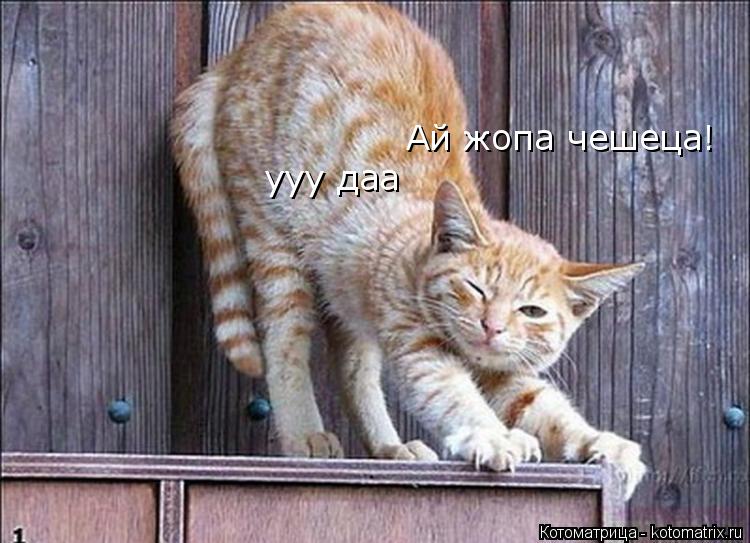 Ай жопа чешеца! ууу даа... Котоматрица: Ай жопа чешеца! ууу даа