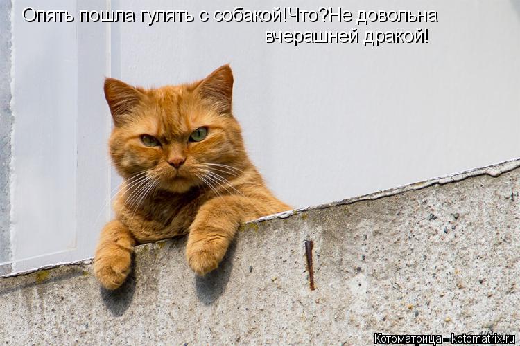 Опять пошла гулять с собакой!Что?Не довольна вчерашней дракой!... Котоматрица: Опять пошла гулять с собакой!Что?Не довольна вчерашней дракой!