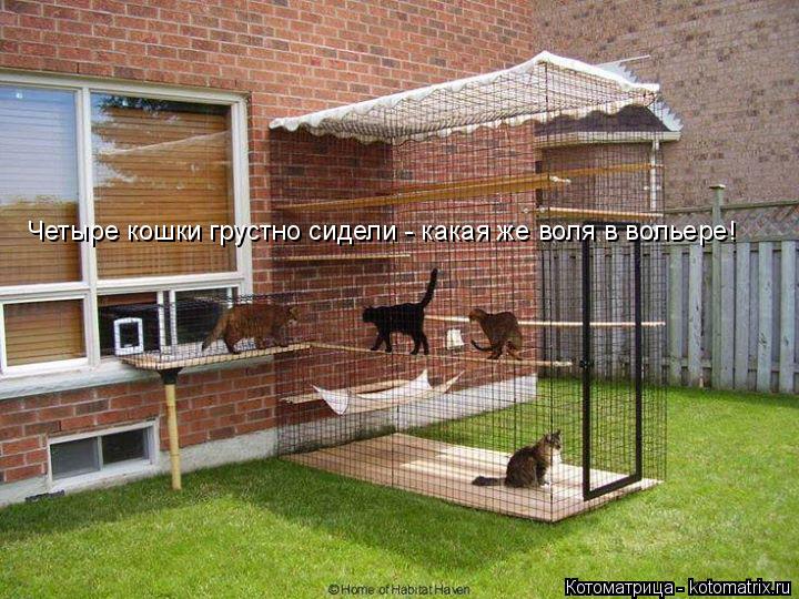 Четыре кошки грустно сидели - какая же воля в вольере!... Котоматрица: Четыре кошки грустно сидели - какая же воля в вольере!