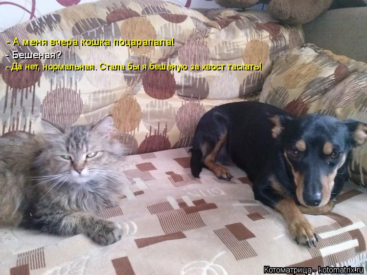 - А меня вчера кошка поцарапала! - Да нет, нормальная. Стала бы я бешеную за хвост таскать! - Бешеная... Котоматрица: - А меня вчера кошка поцарапала! - Да нет, нормальная. Стала бы я бешеную за хвост таскать! - Бешеная?