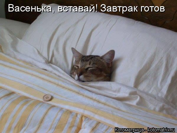 Васенька, вставай! Завтрак готов... Котоматрица: Васенька, вставай! Завтрак готов