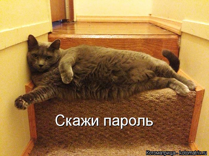 Скажи пароль... Котоматрица: Скажи пароль