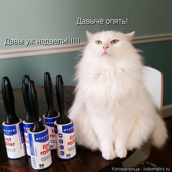 Давычё опять! Давы уж надаели!!!!!!... Котоматрица: Давычё опять! Давы уж надаели!!!!!!